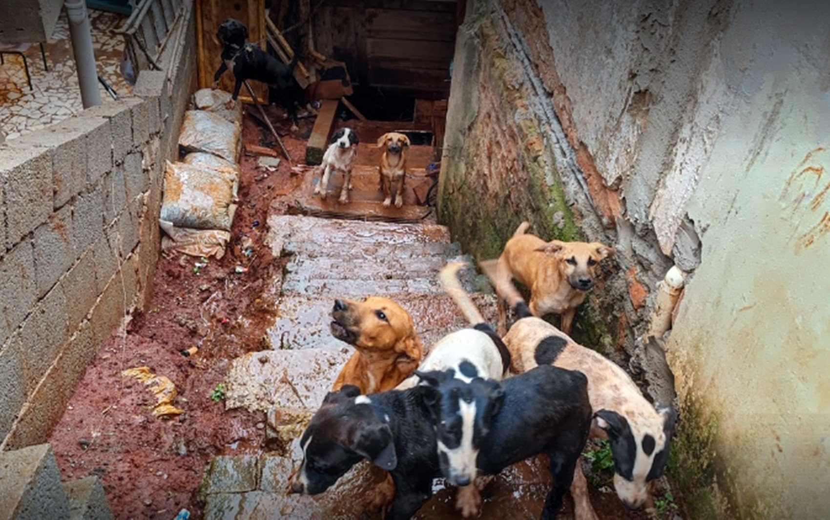 policia-civil-resgata-caes-que-viviam-em-situacao-de-abandono-em-itajuba,-mg